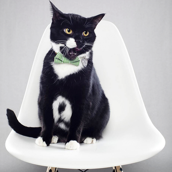Cat Bow Tie | The Dasher